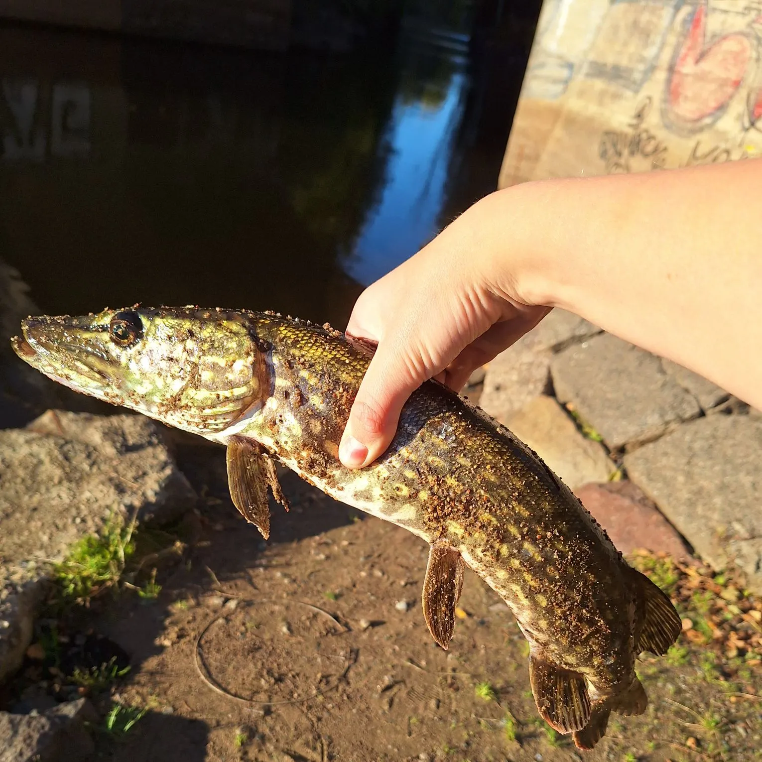 Northern pike caught on Fishbrain