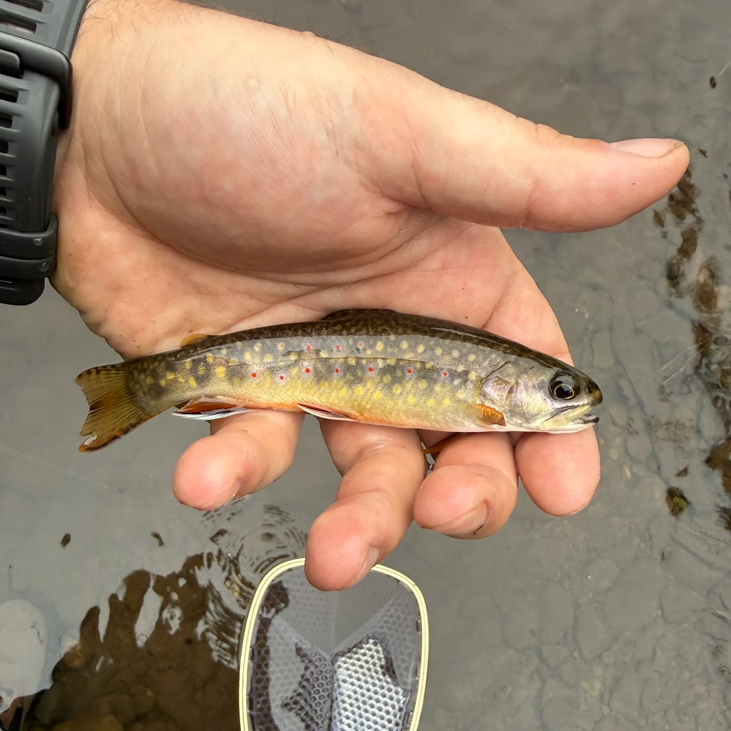 Brook trout caught on Fishbrain