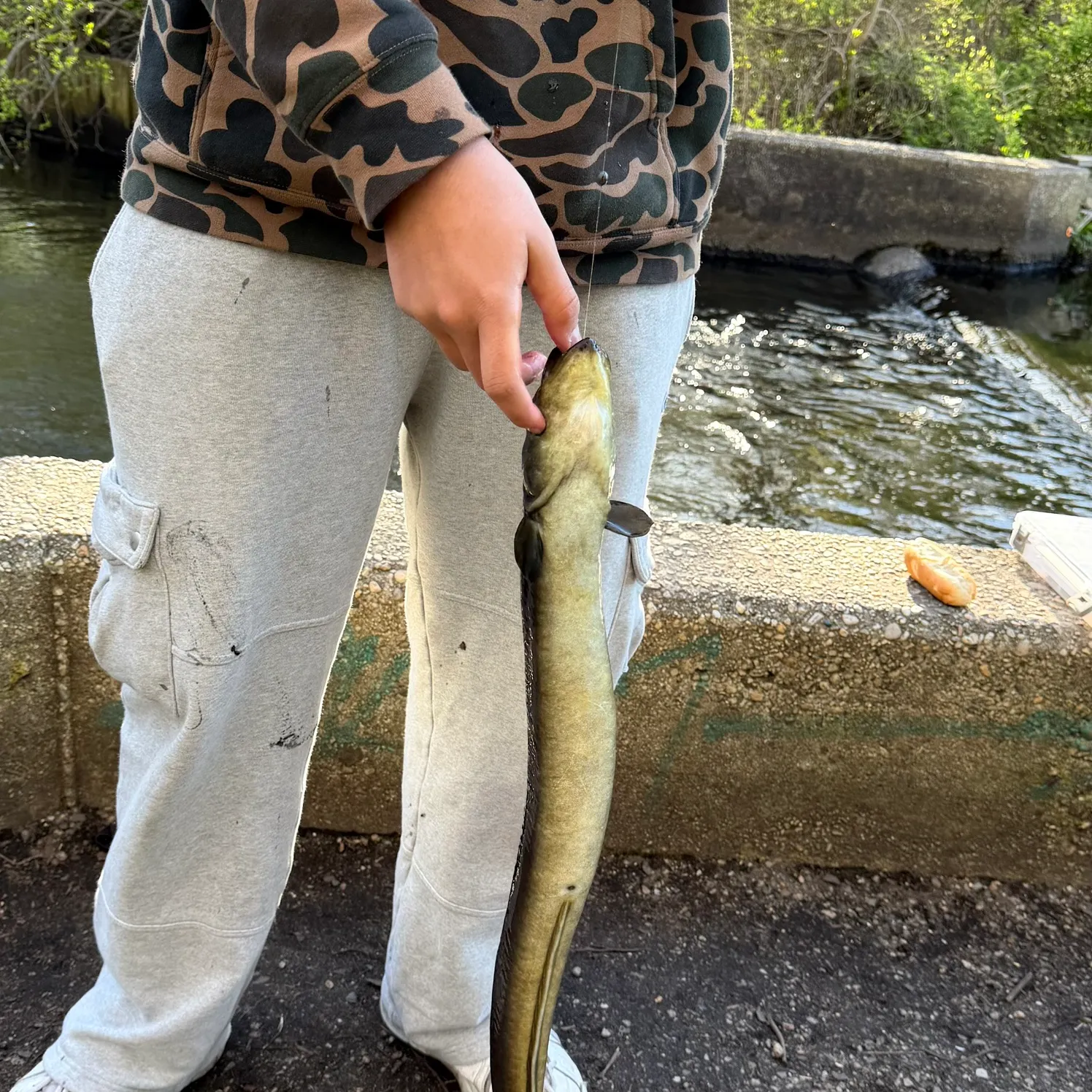 The most recent American eel catches on Fishbrain