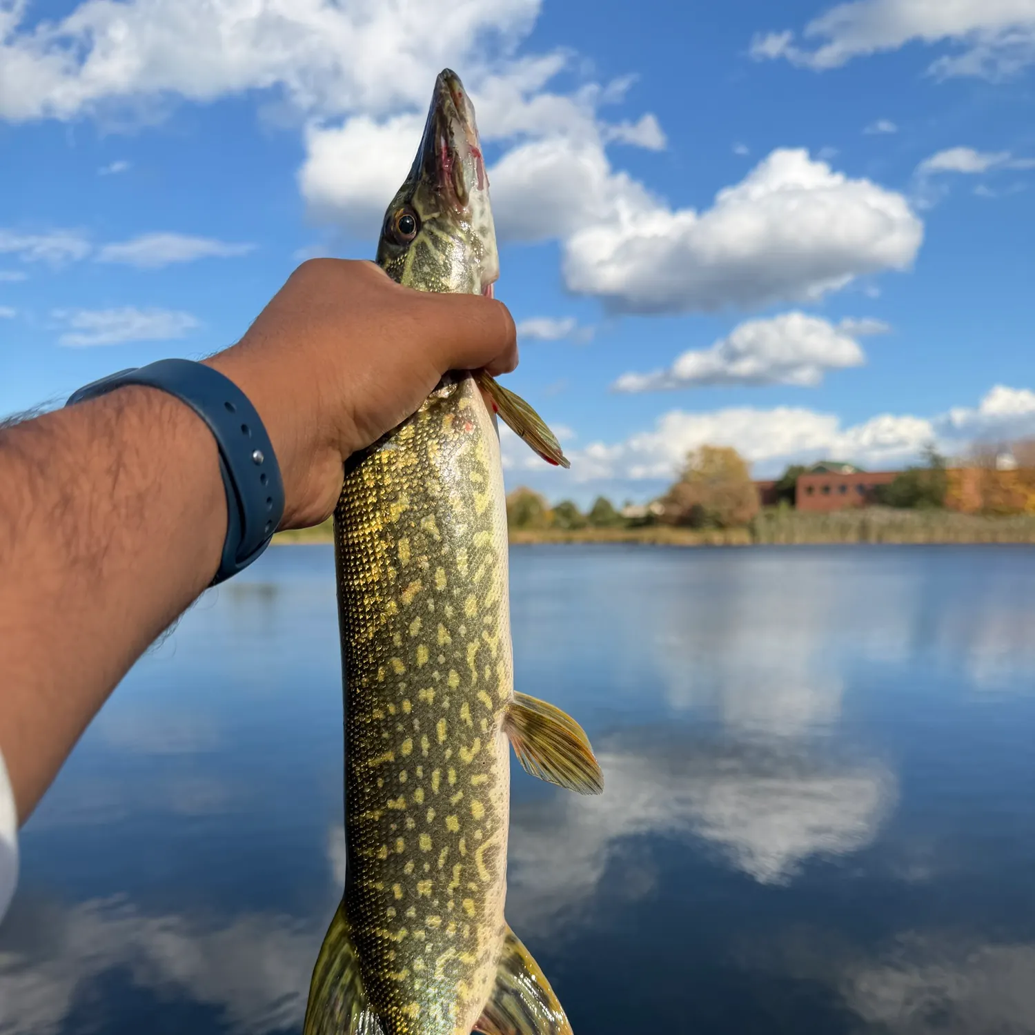 Northern pike caught on Fishbrain