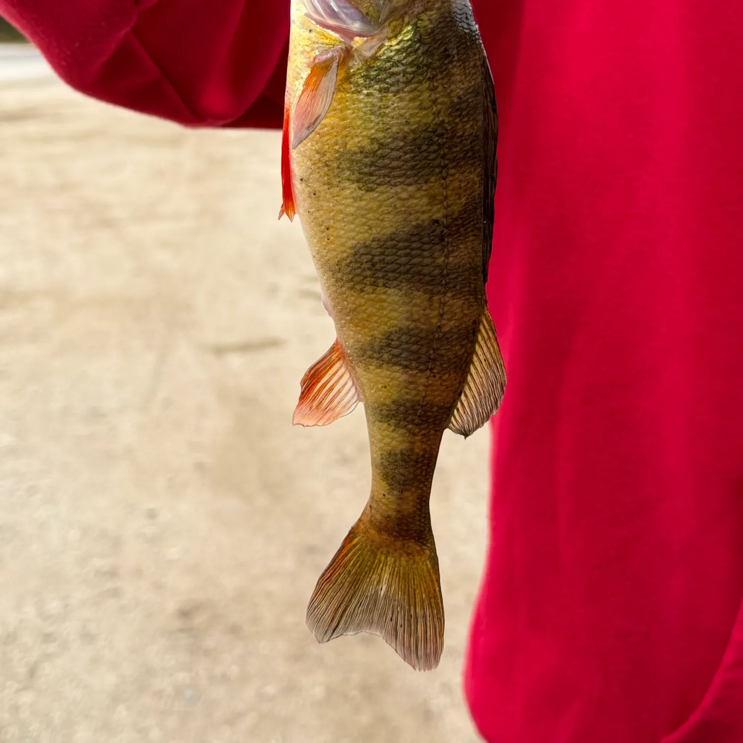 Yellow perch caught on Fishbrain