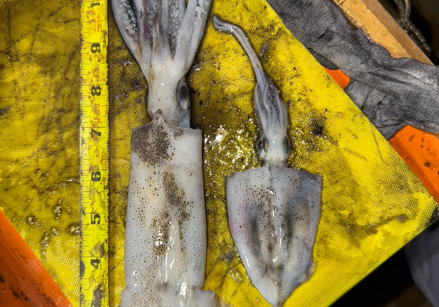 Gould's squid