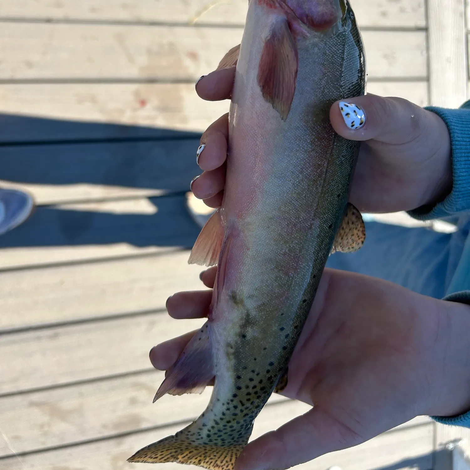 Cutthroat trout caught on Fishbrain