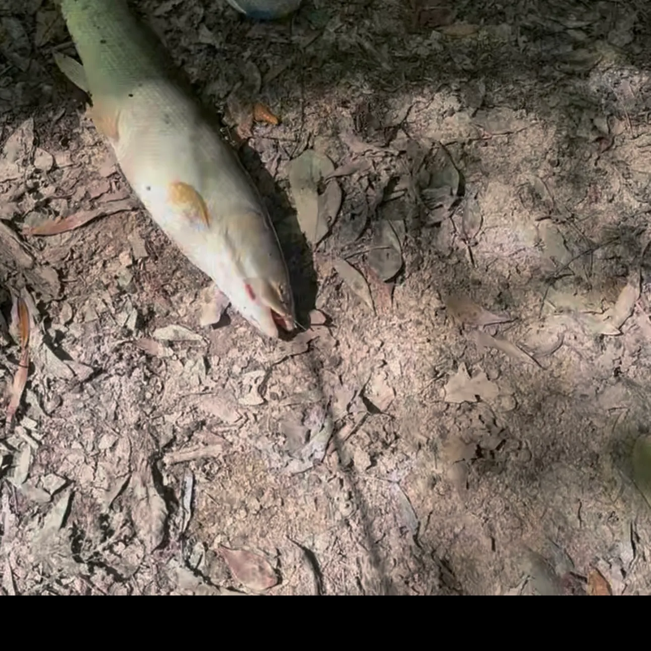 The most recent Ruddy bowfin catches on Fishbrain