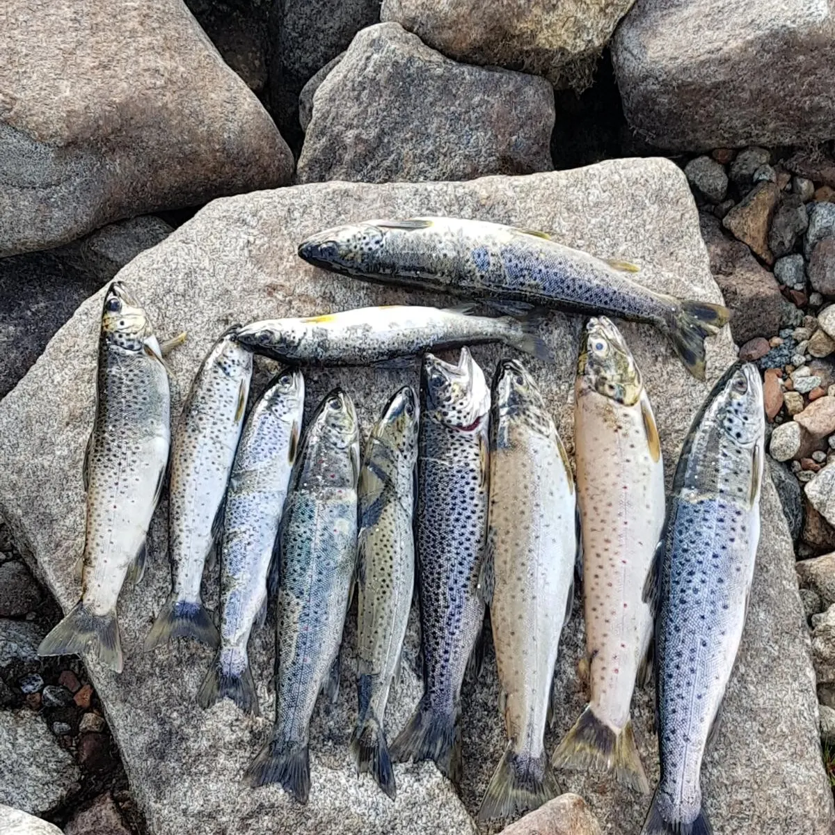 recently logged catches