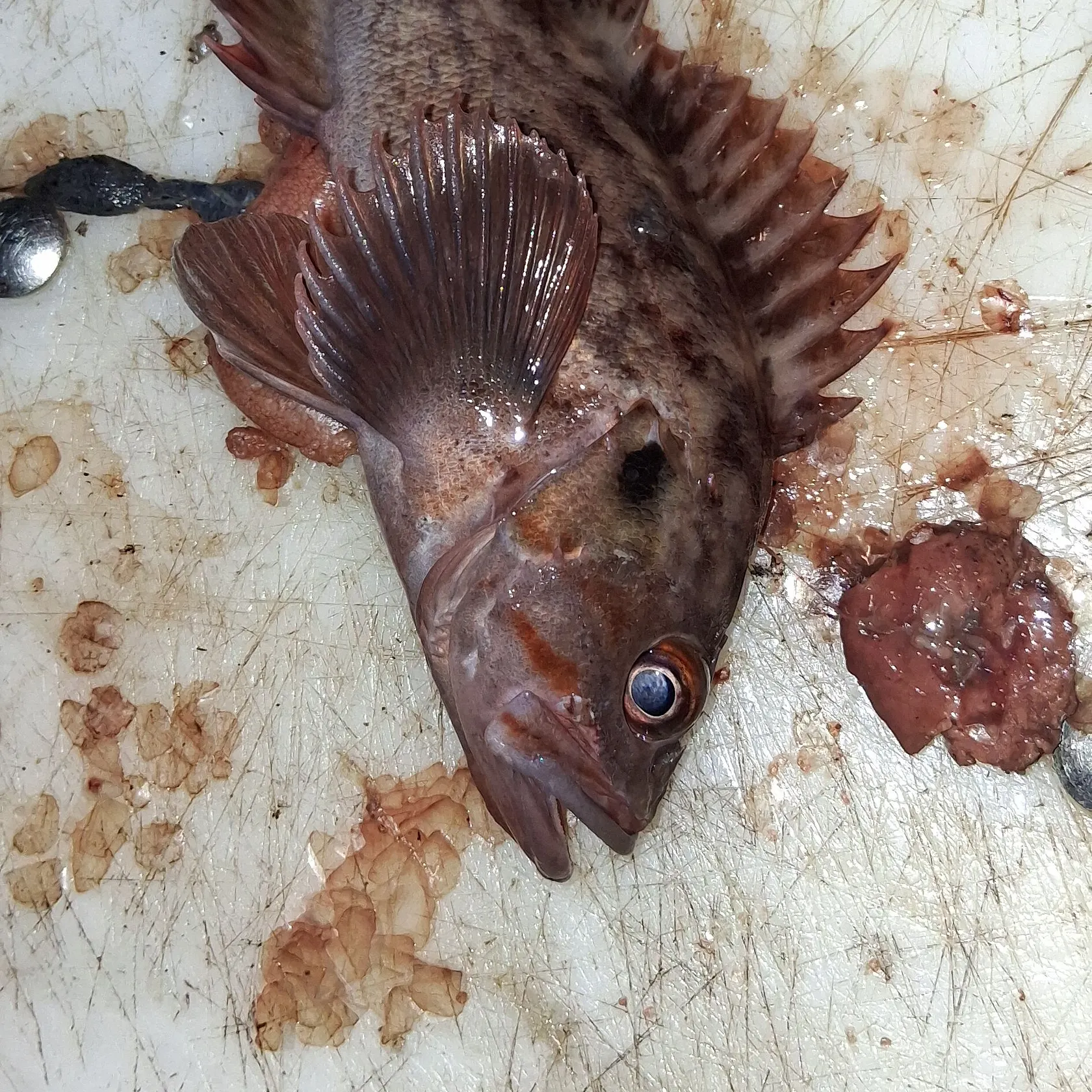 The most recent Gopher rockfish catches on Fishbrain
