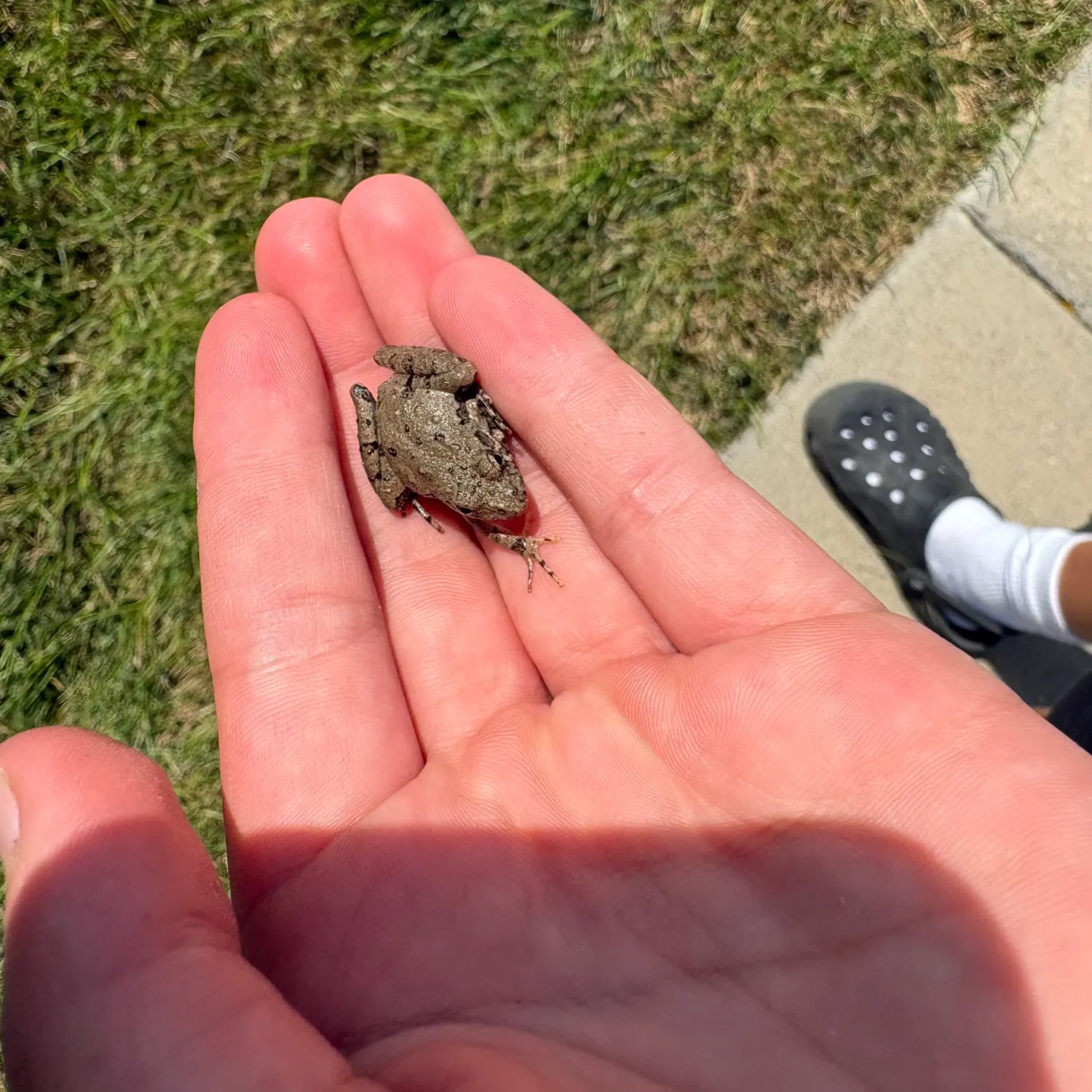 The most recent Plains leopard frog catches on Fishbrain