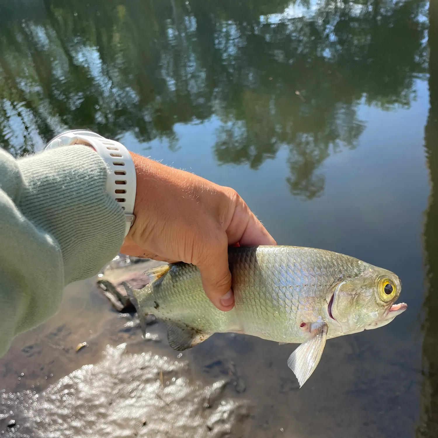 Goldeye caught on Fishbrain