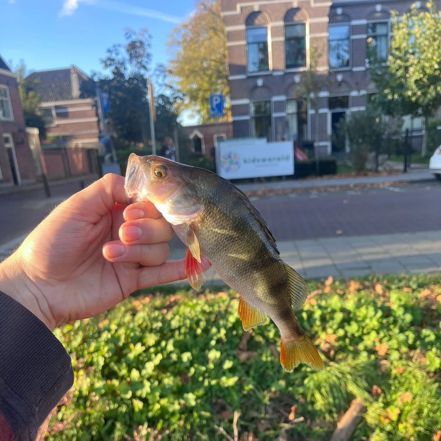 catch