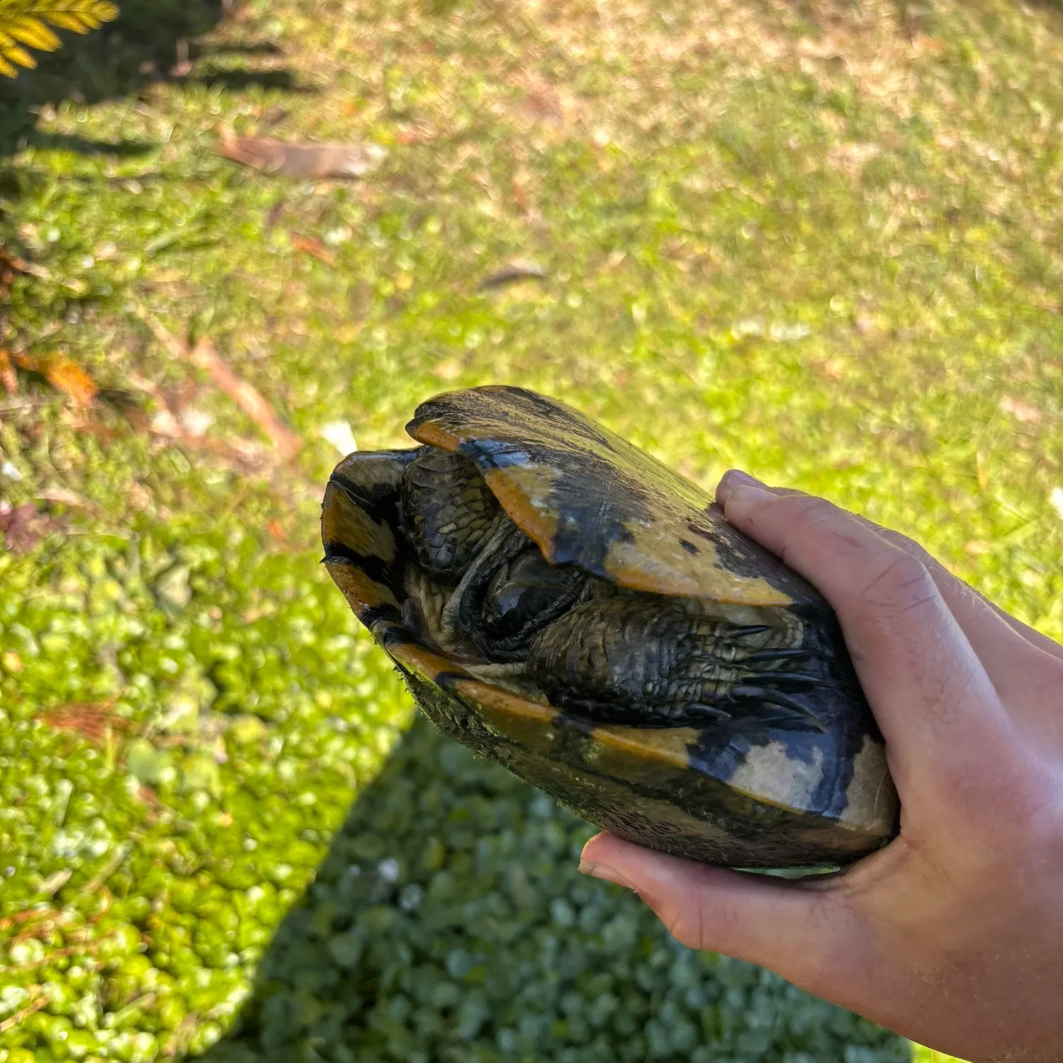 The most recent Oyster toadfish catches on Fishbrain