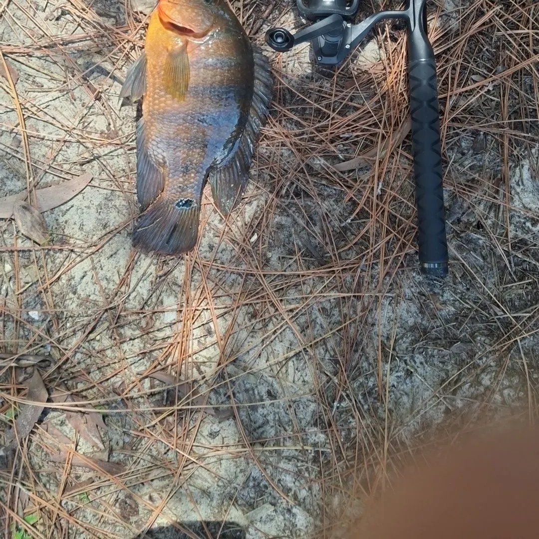 Mayan cichlid caught on Fishbrain