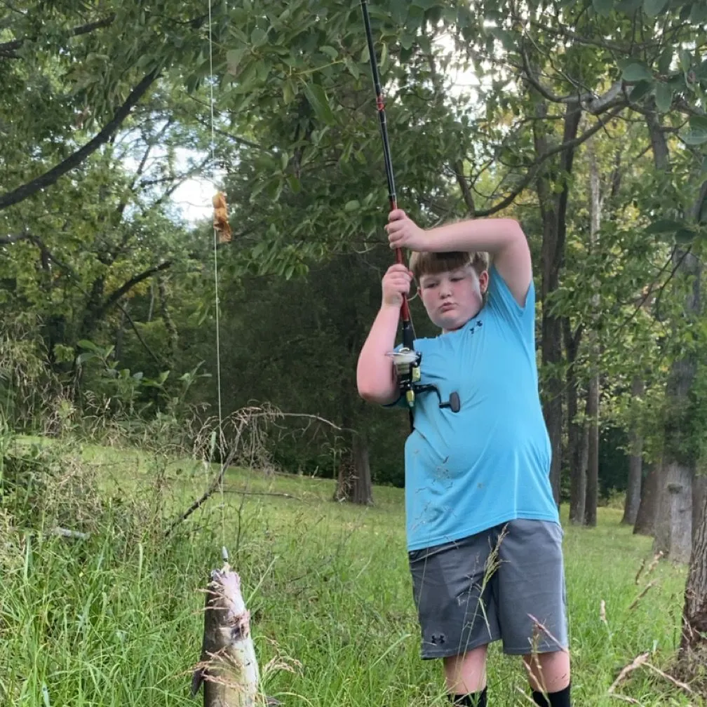 Channel catfish caught on Fishbrain