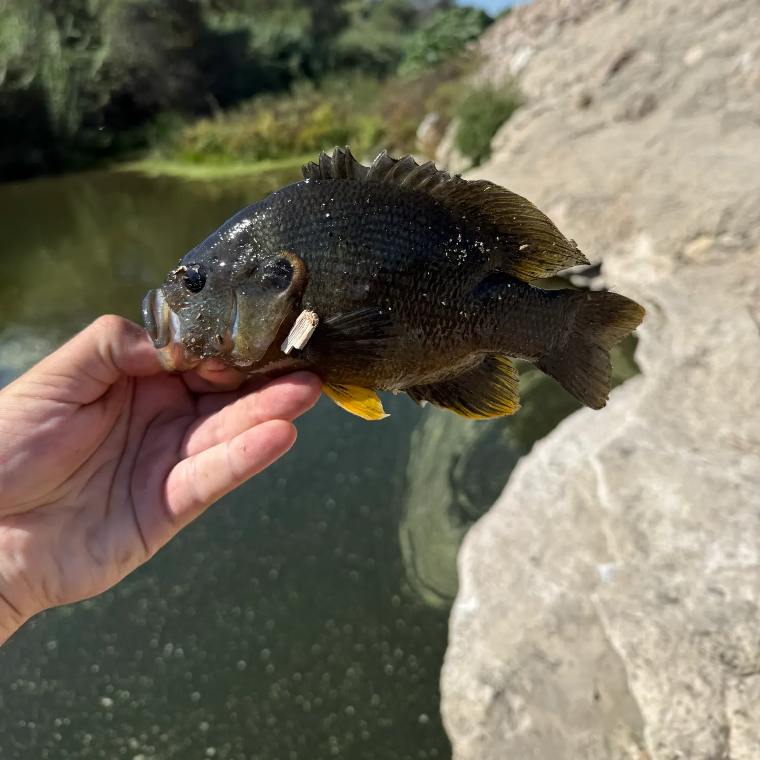 Green sunfish caught on Fishbrain