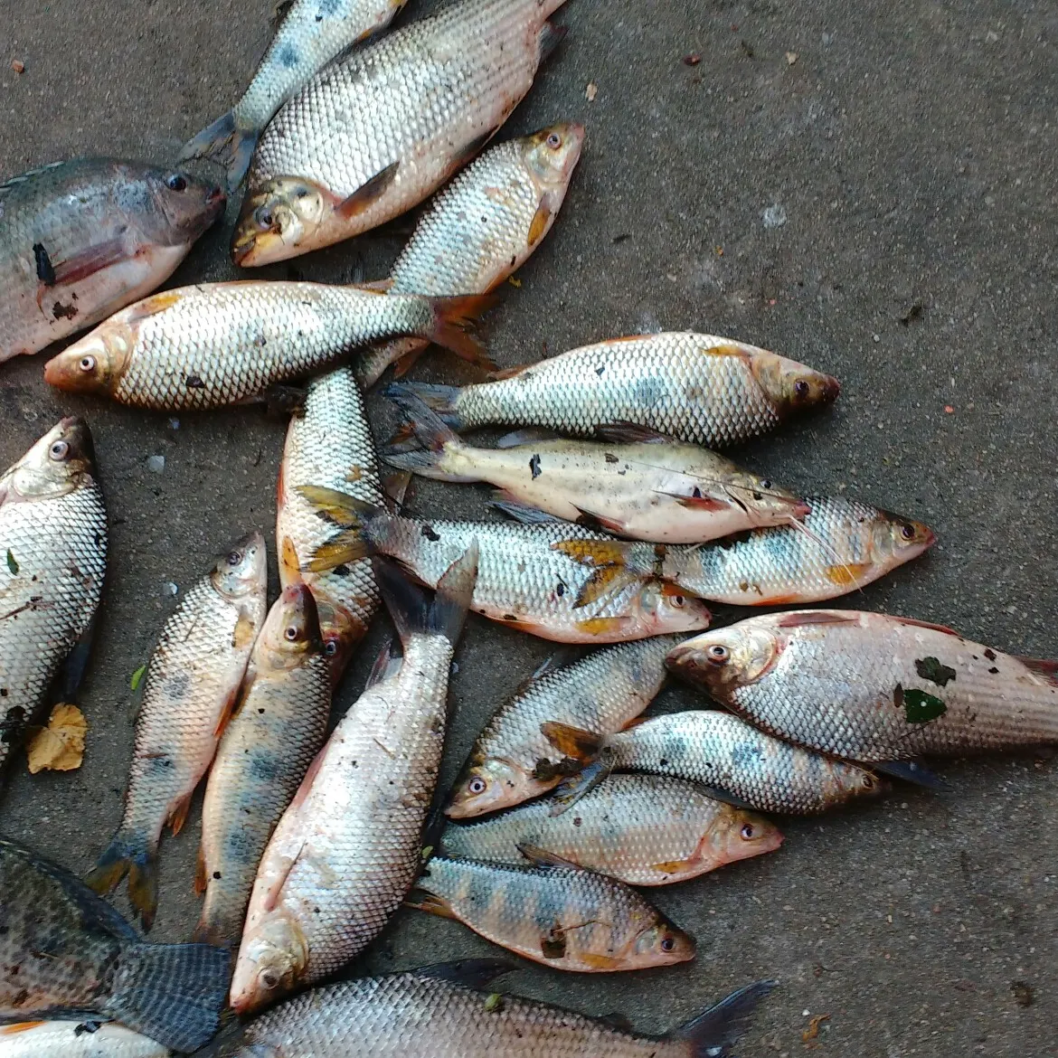 recently logged catches