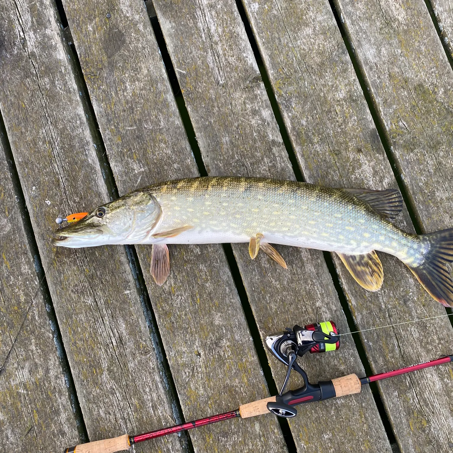 Northern pike caught on Fishbrain