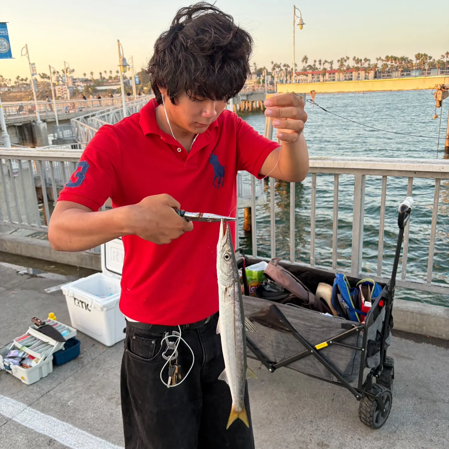 Pacific barracuda caught on Fishbrain