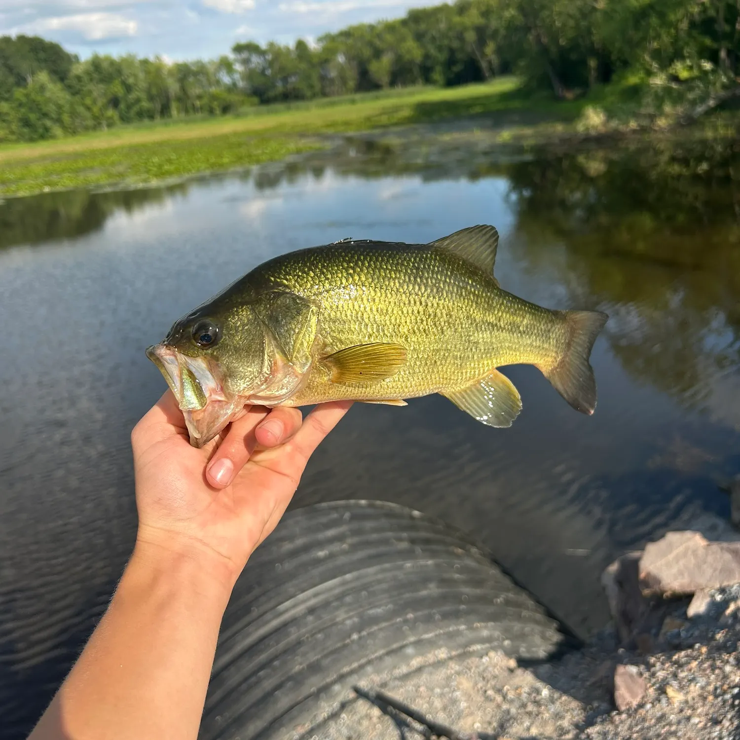 Largemouth bass caught on Fishbrain