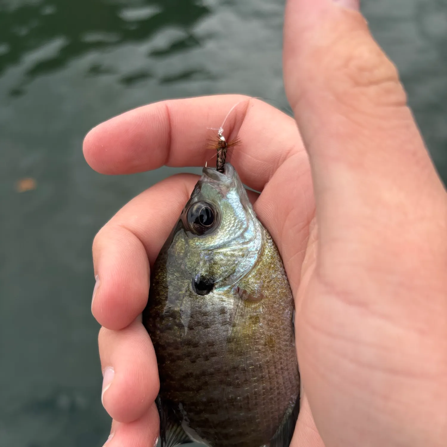 Bluegill caught on Fishbrain