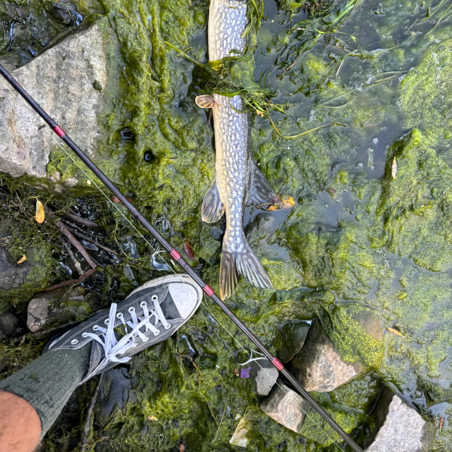 Northern pike caught on Fishbrain