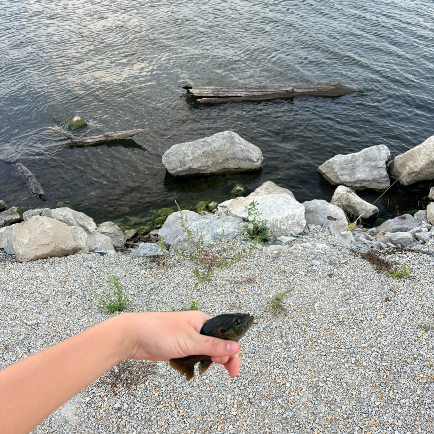 Green sunfish caught on Fishbrain