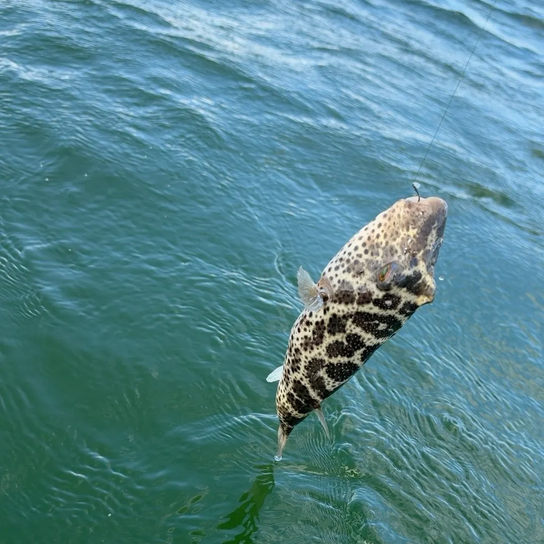 Southern puffer caught on Fishbrain