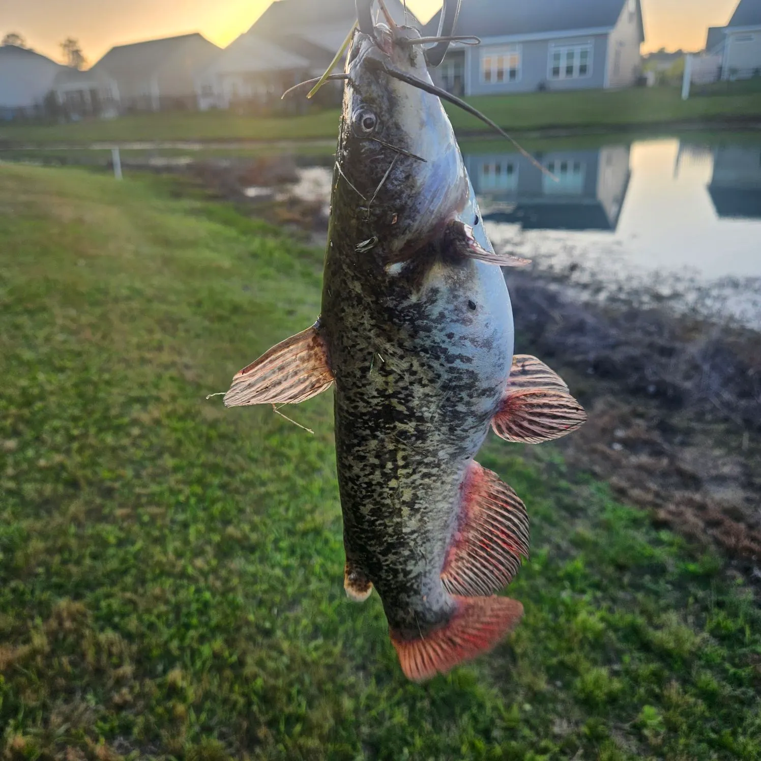 The most recent Brown bullhead catches on Fishbrain