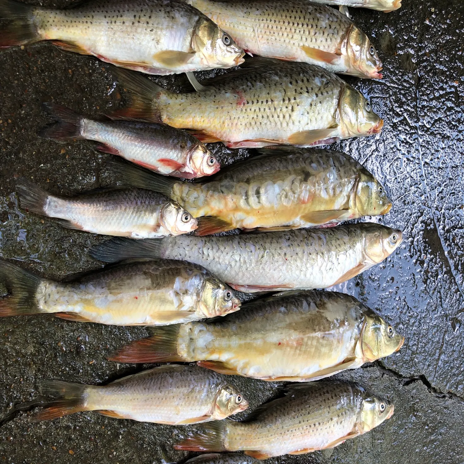 recently logged catches