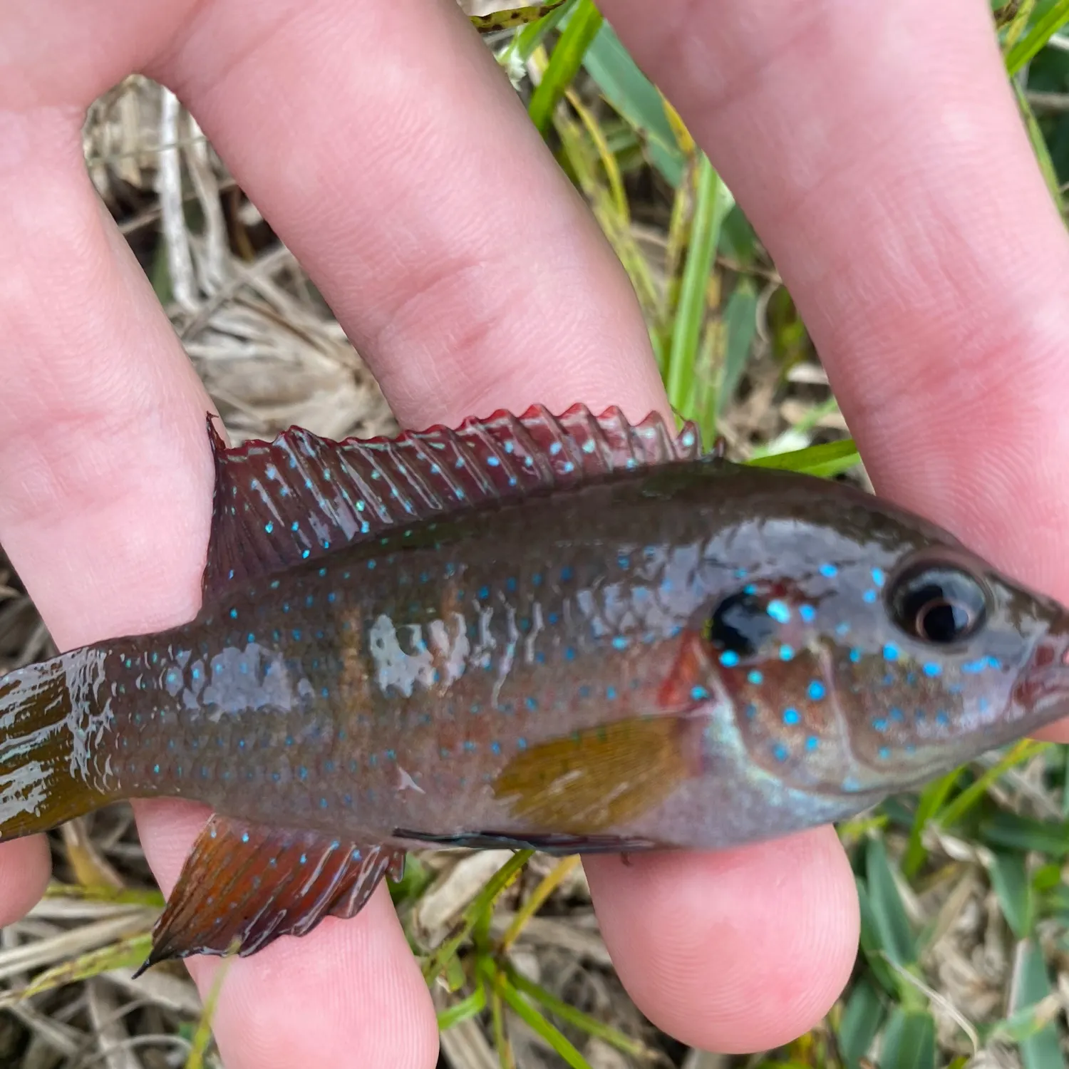 The most recent Redspotted sunfish catches on Fishbrain