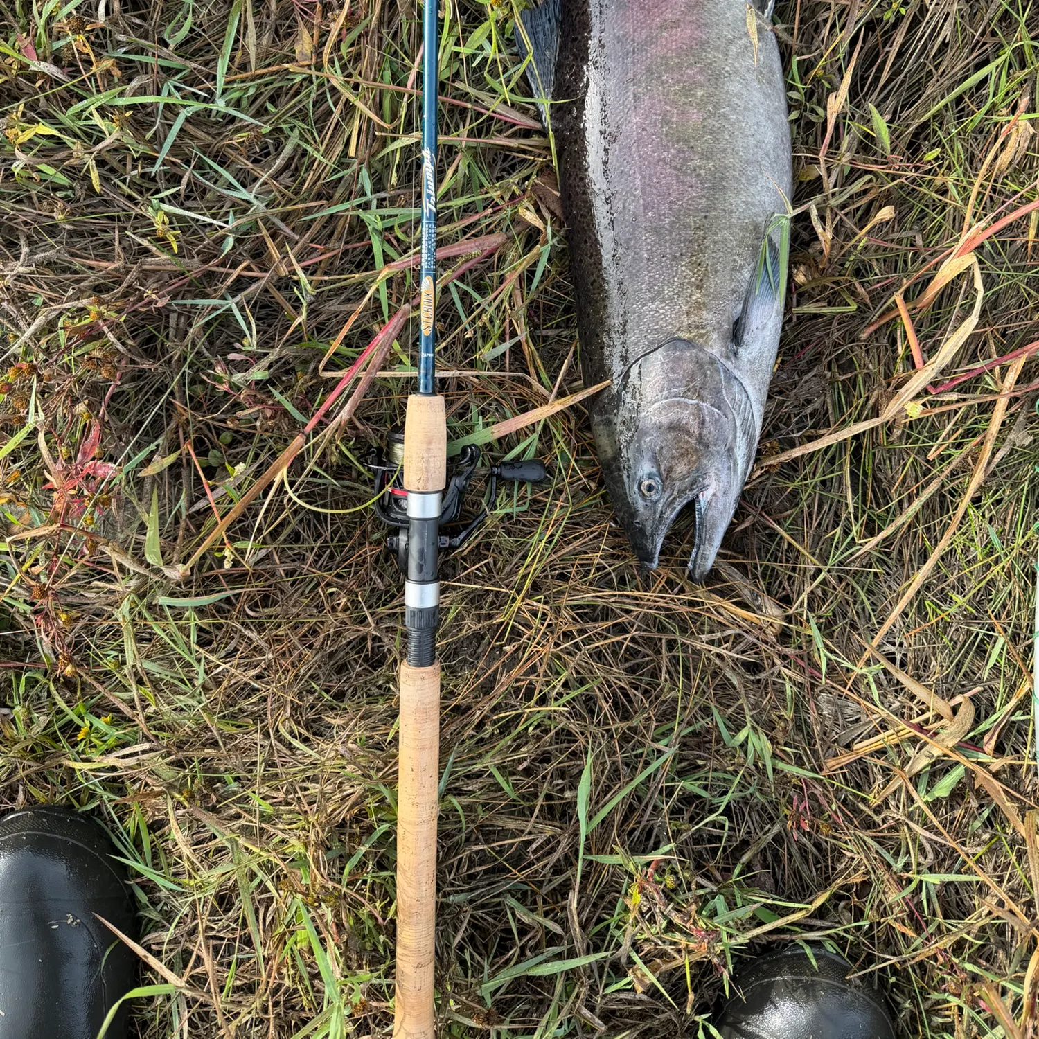 Chinook salmon caught on Fishbrain