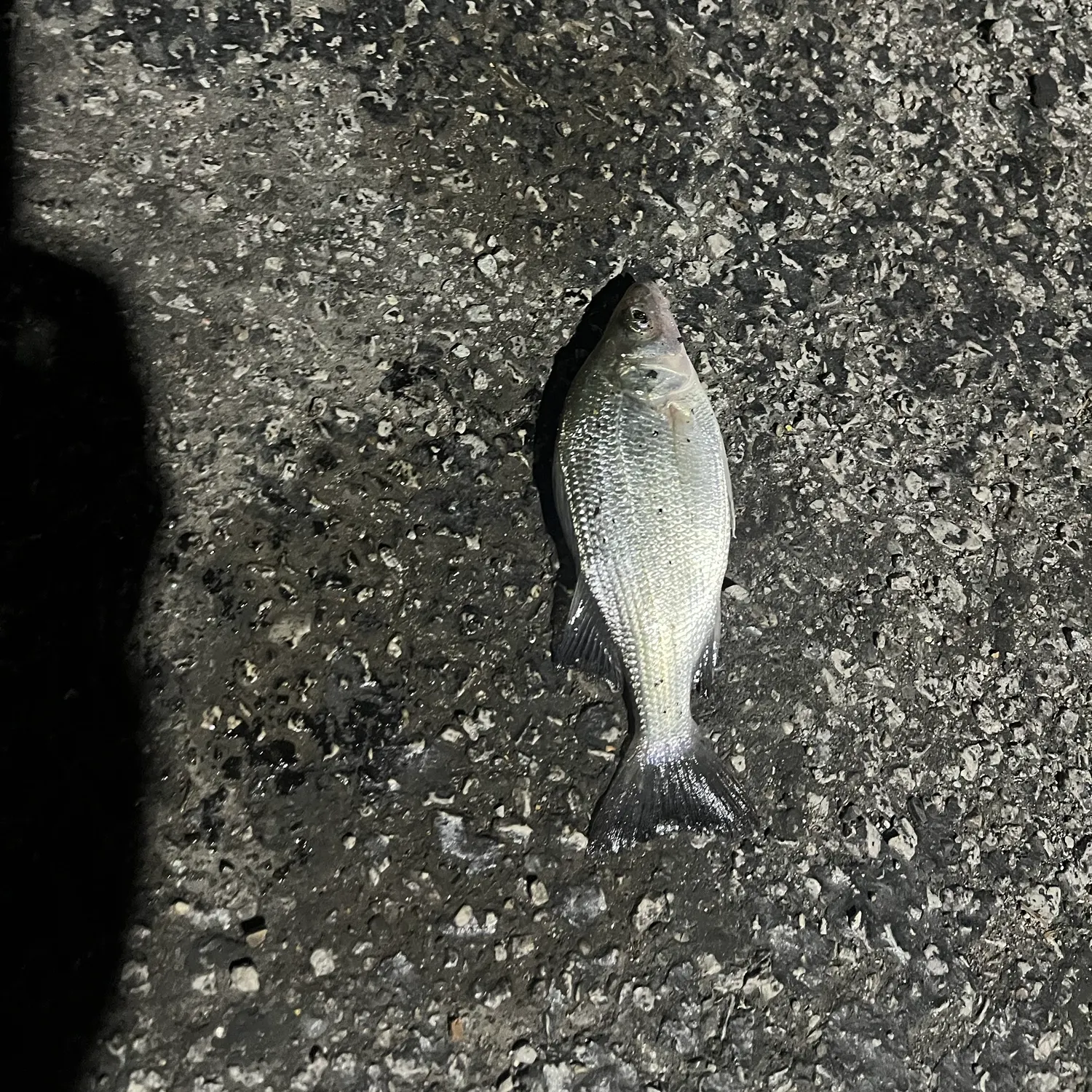 White perch caught on Fishbrain