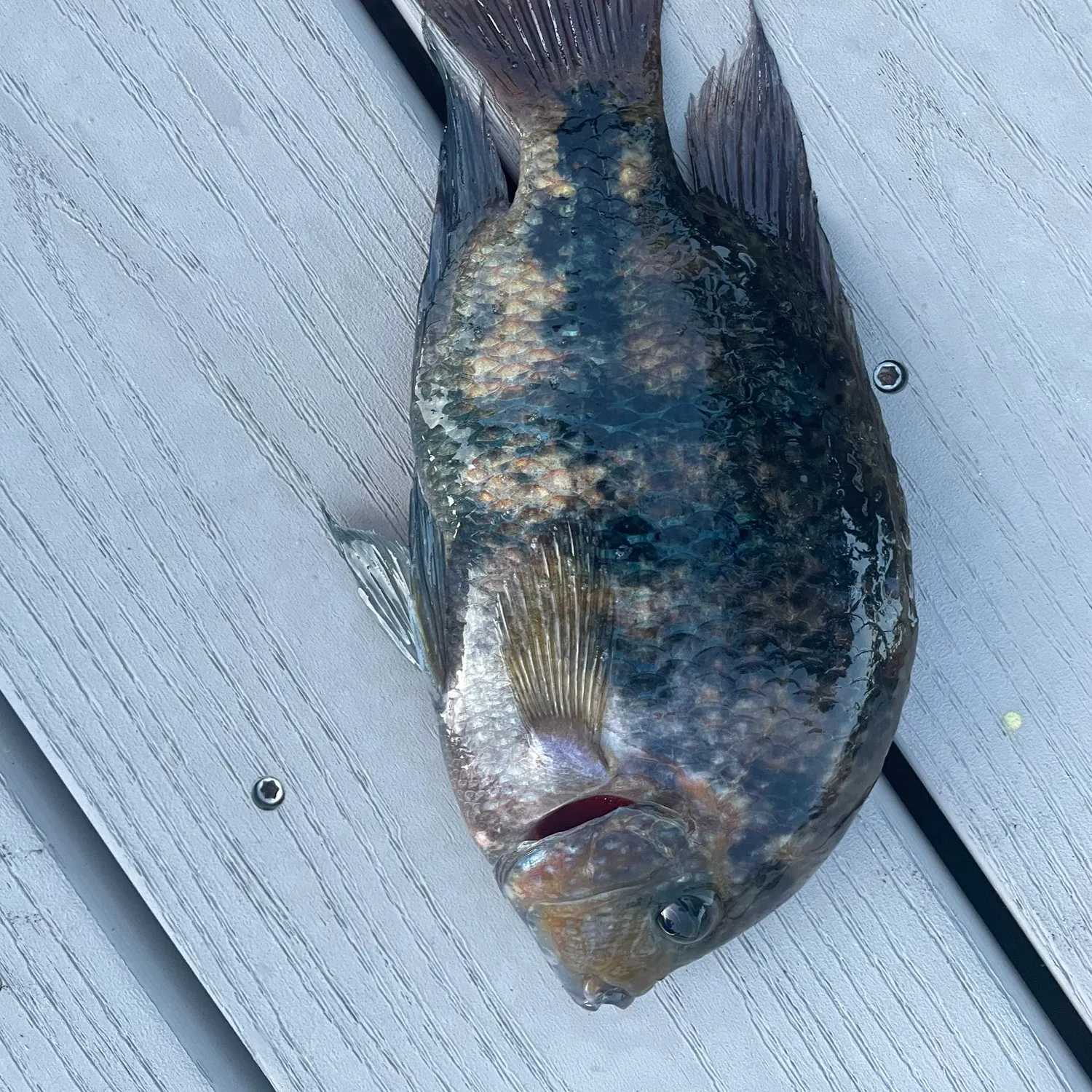 The most recent Redhead cichlid catches on Fishbrain