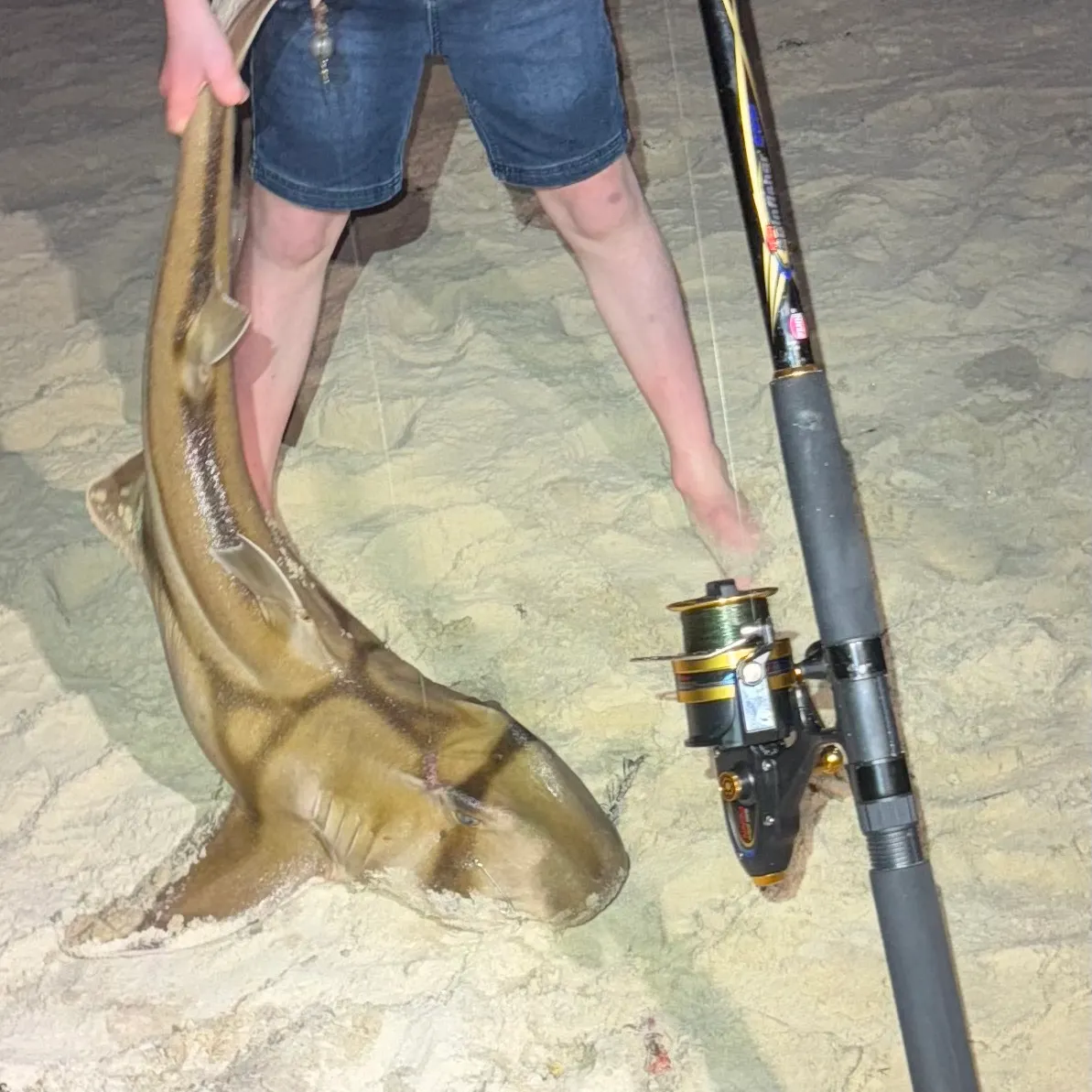 Port Jackson shark caught on Fishbrain