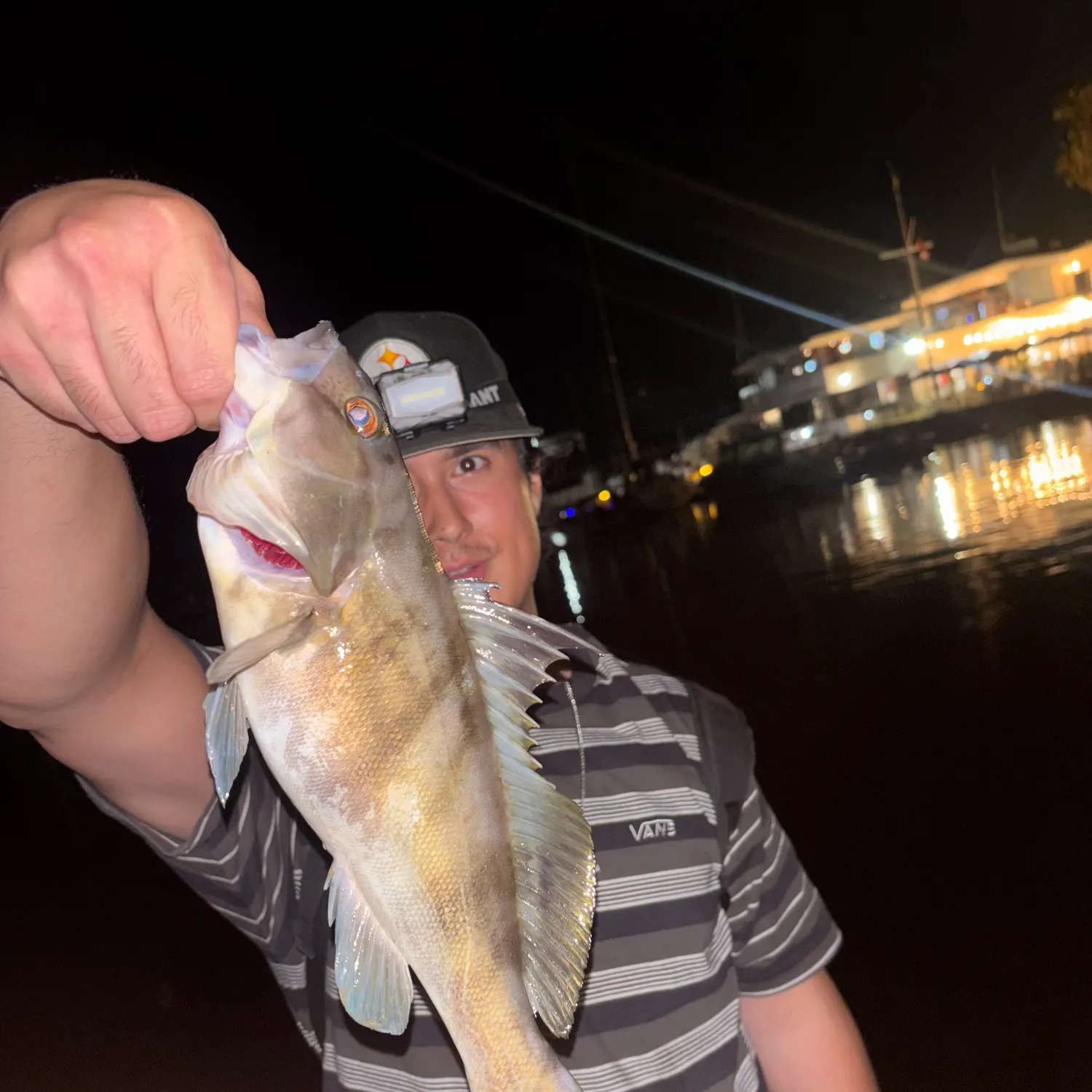 Barred sand bass caught on Fishbrain