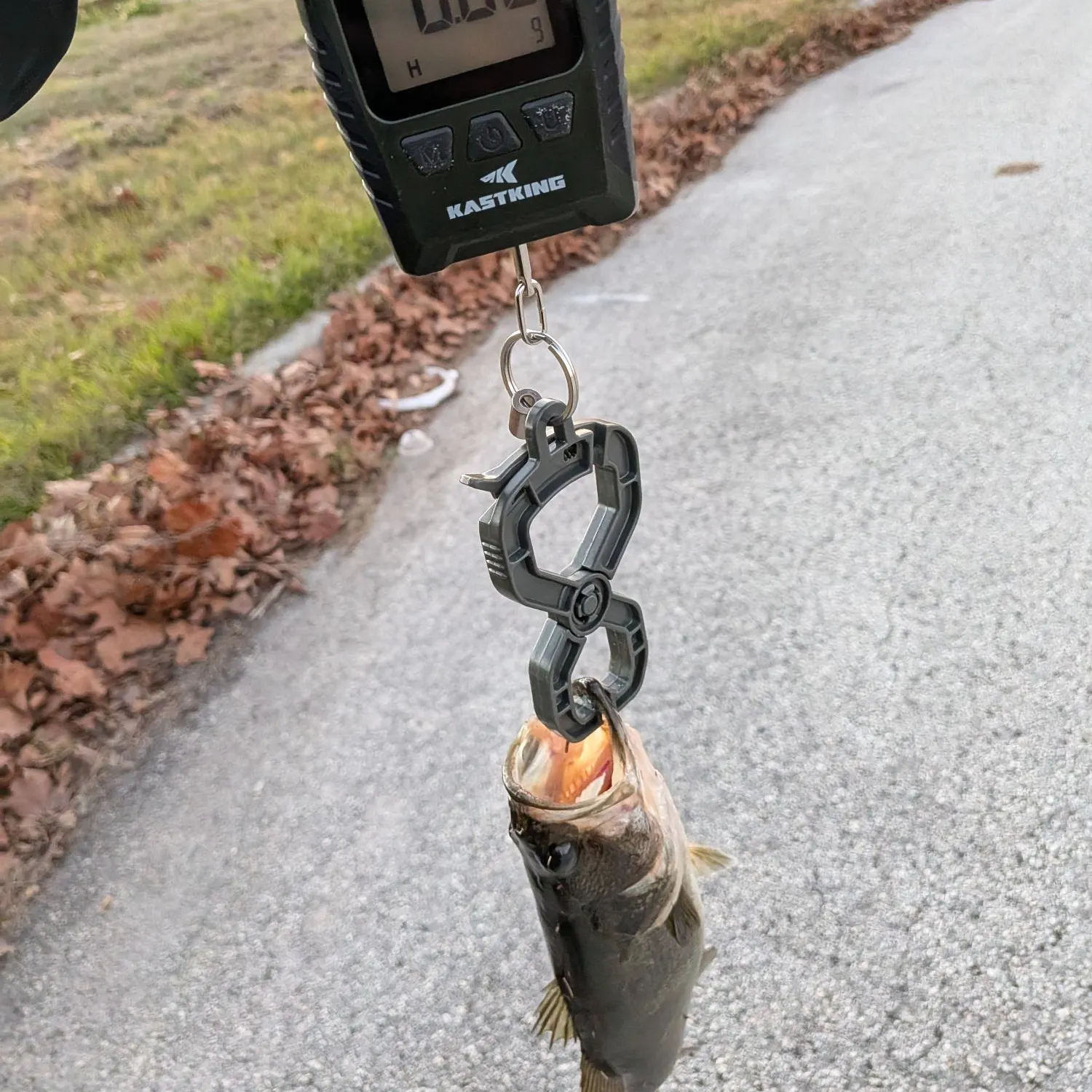 The most recent Florida bass catches on Fishbrain