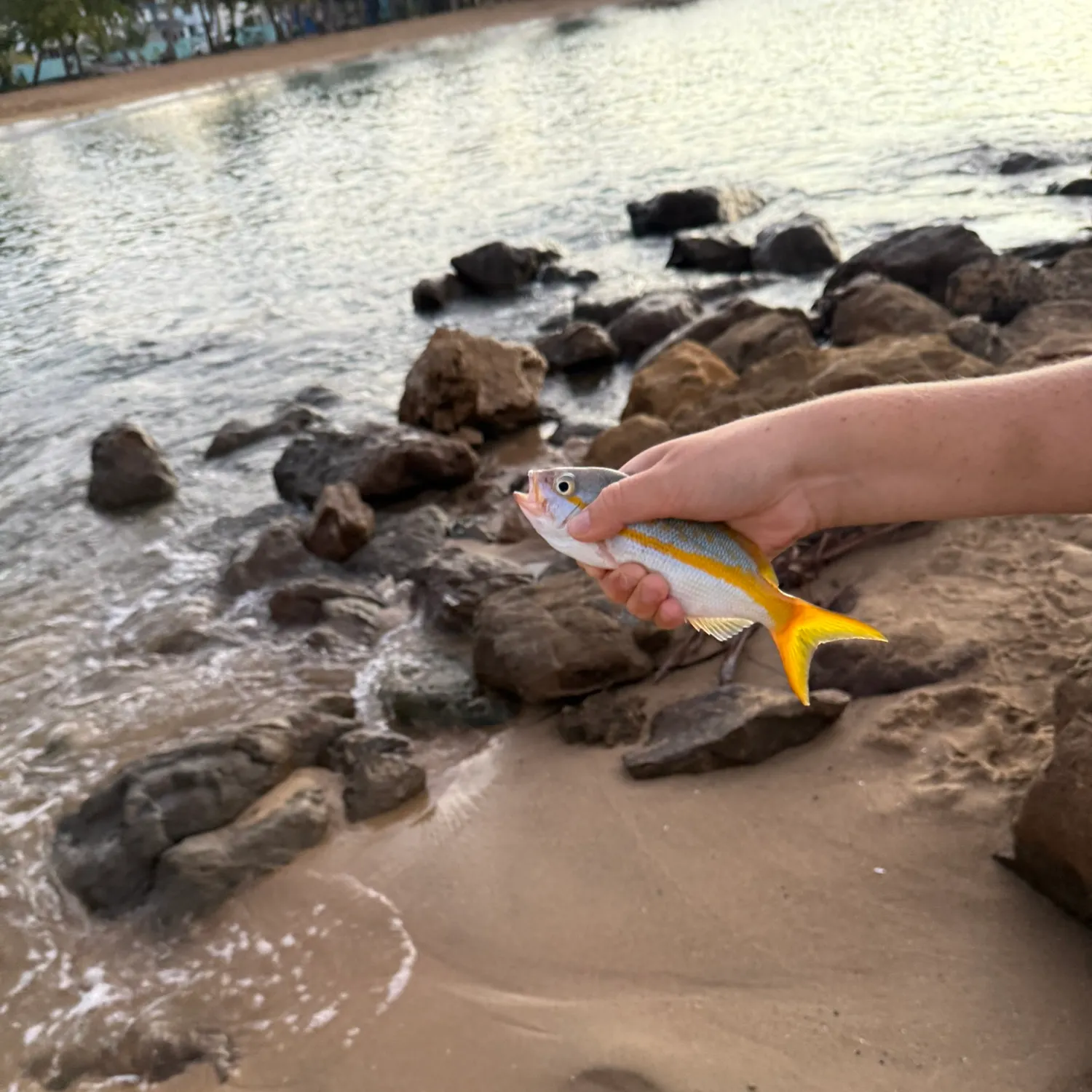 The most recent Crevalle jack catches on Fishbrain