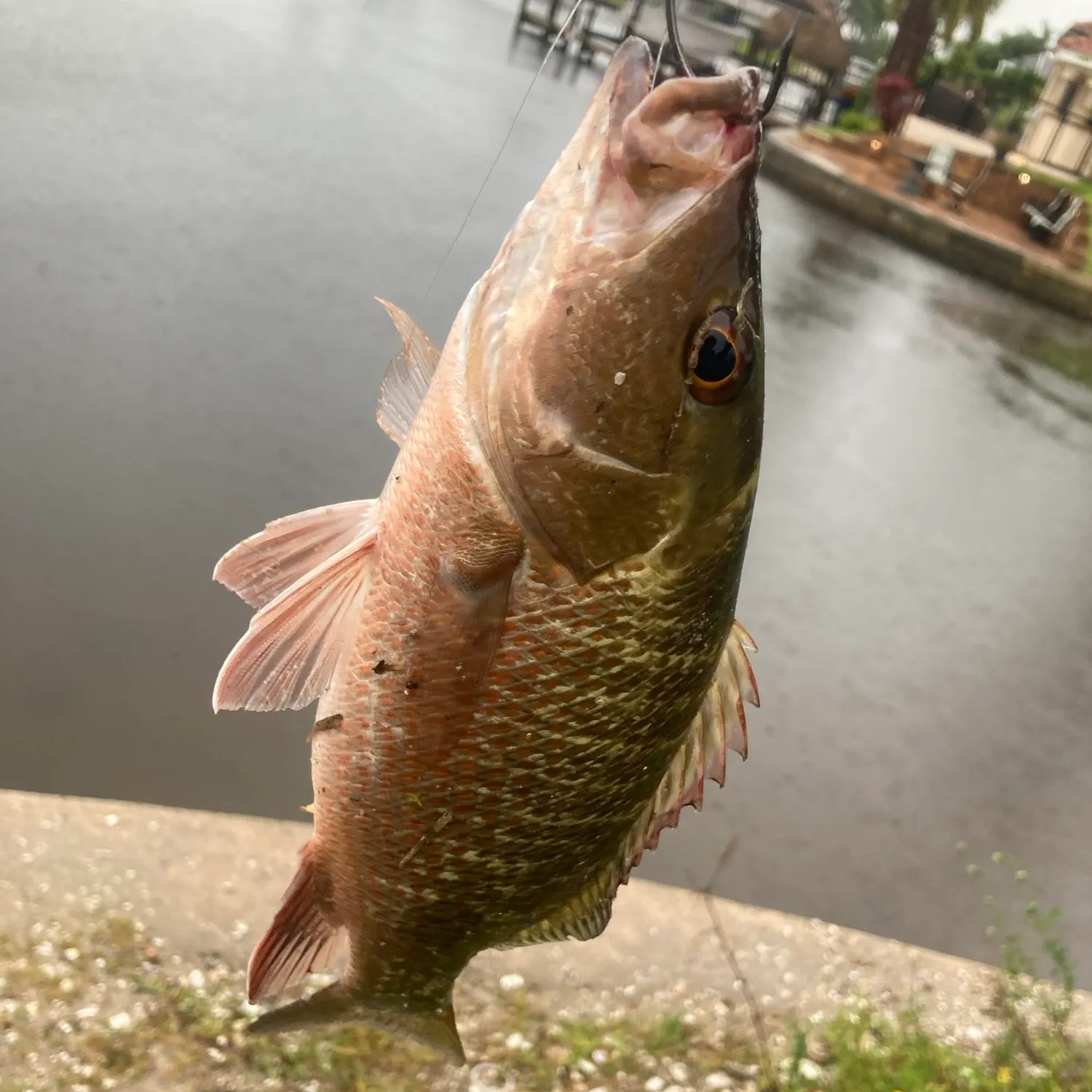 Mangrove snapper caught on Fishbrain