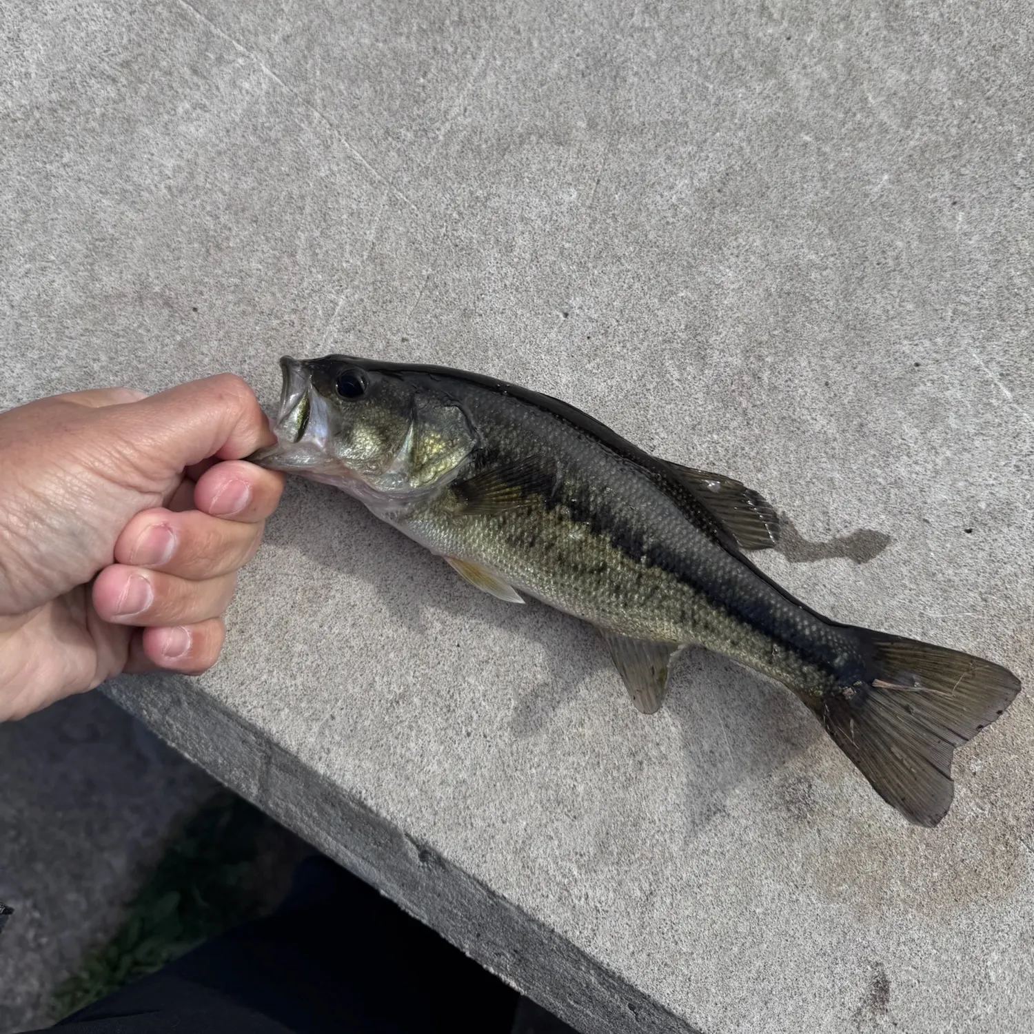 Largemouth bass caught on Fishbrain