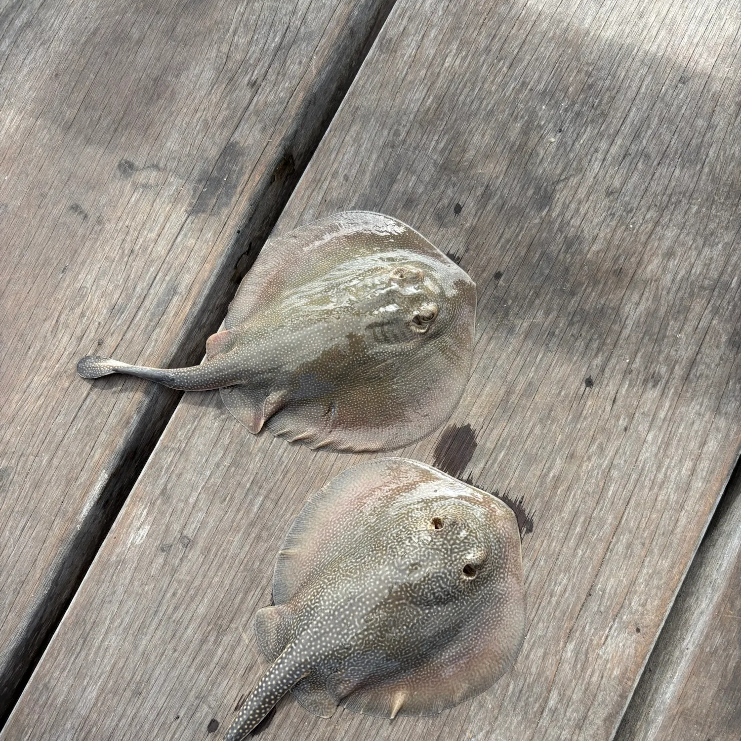 Haller's round ray caught on Fishbrain