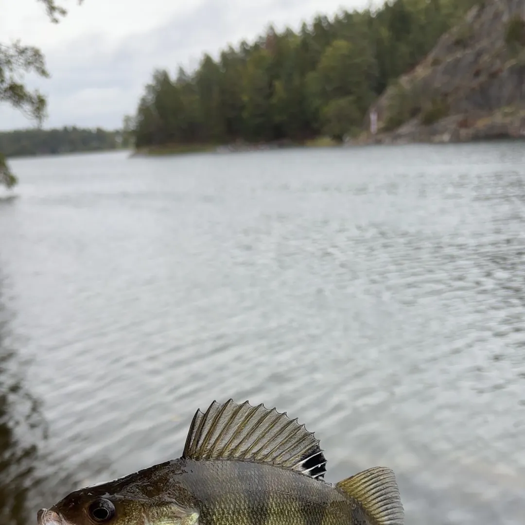 European perch caught on Fishbrain