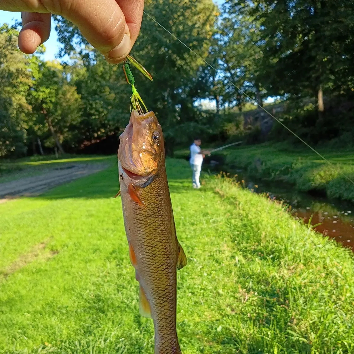 Creek chub caught on Fishbrain
