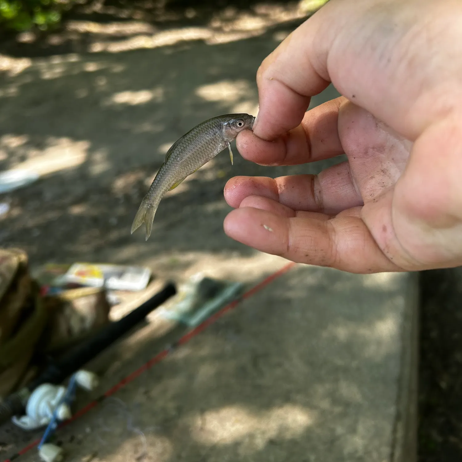 The most recent River shiner catches on Fishbrain