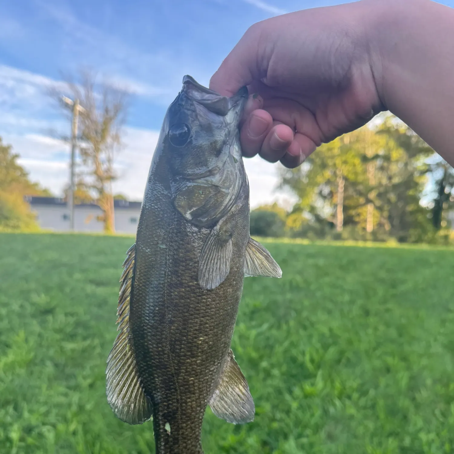 Smallmouth bass caught on Fishbrain