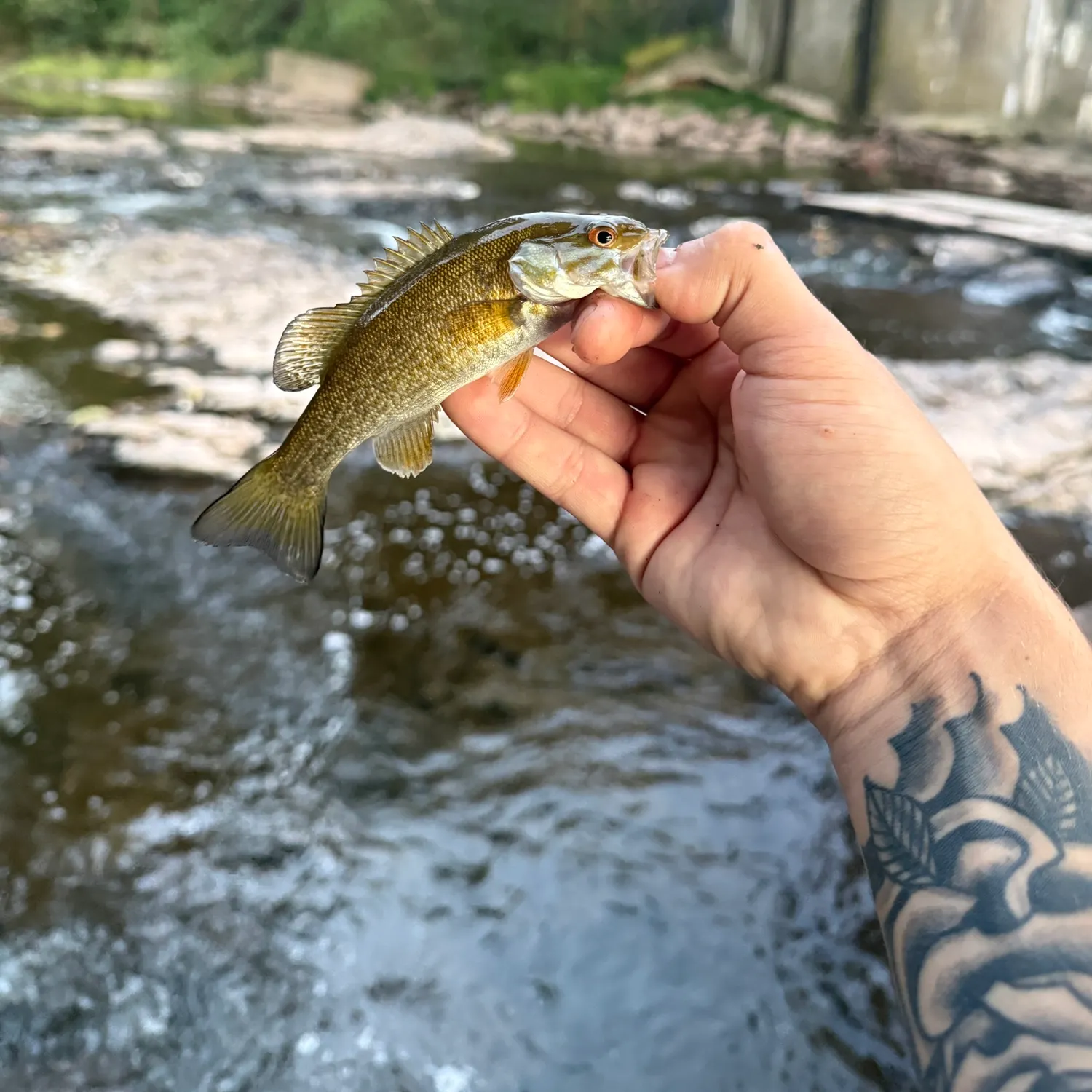 Smallmouth bass caught on Fishbrain