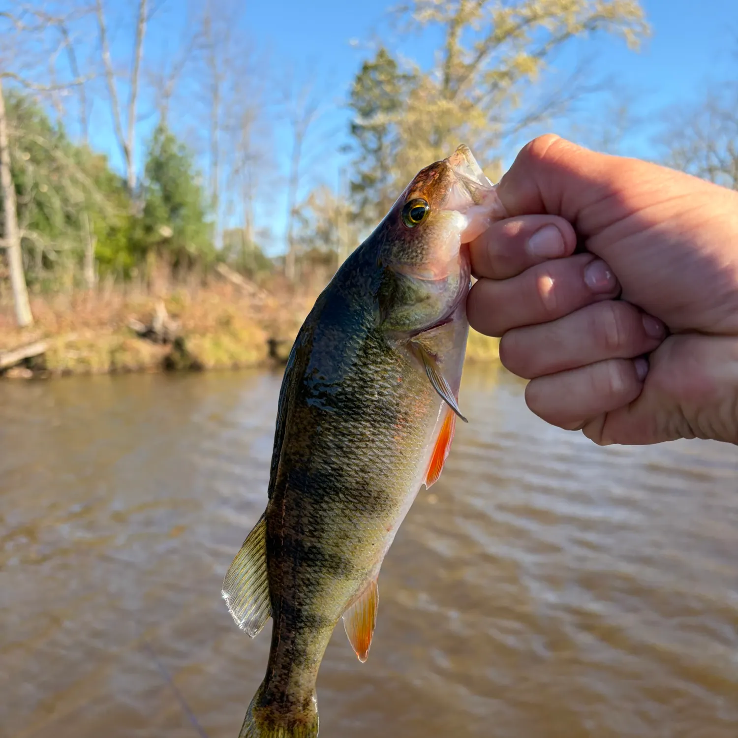 Yellow perch caught on Fishbrain