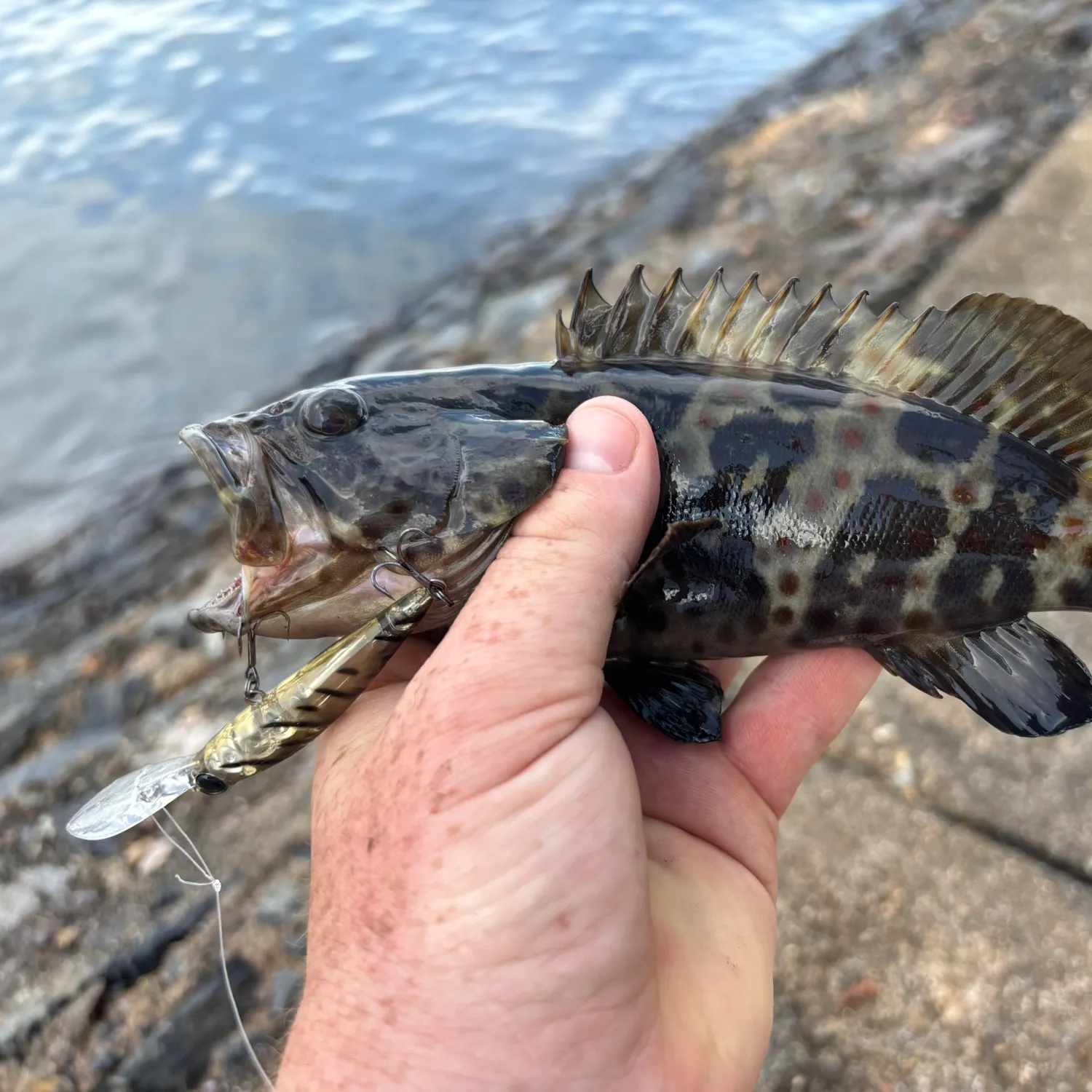 The most recent Orange-spotted grouper catches on Fishbrain