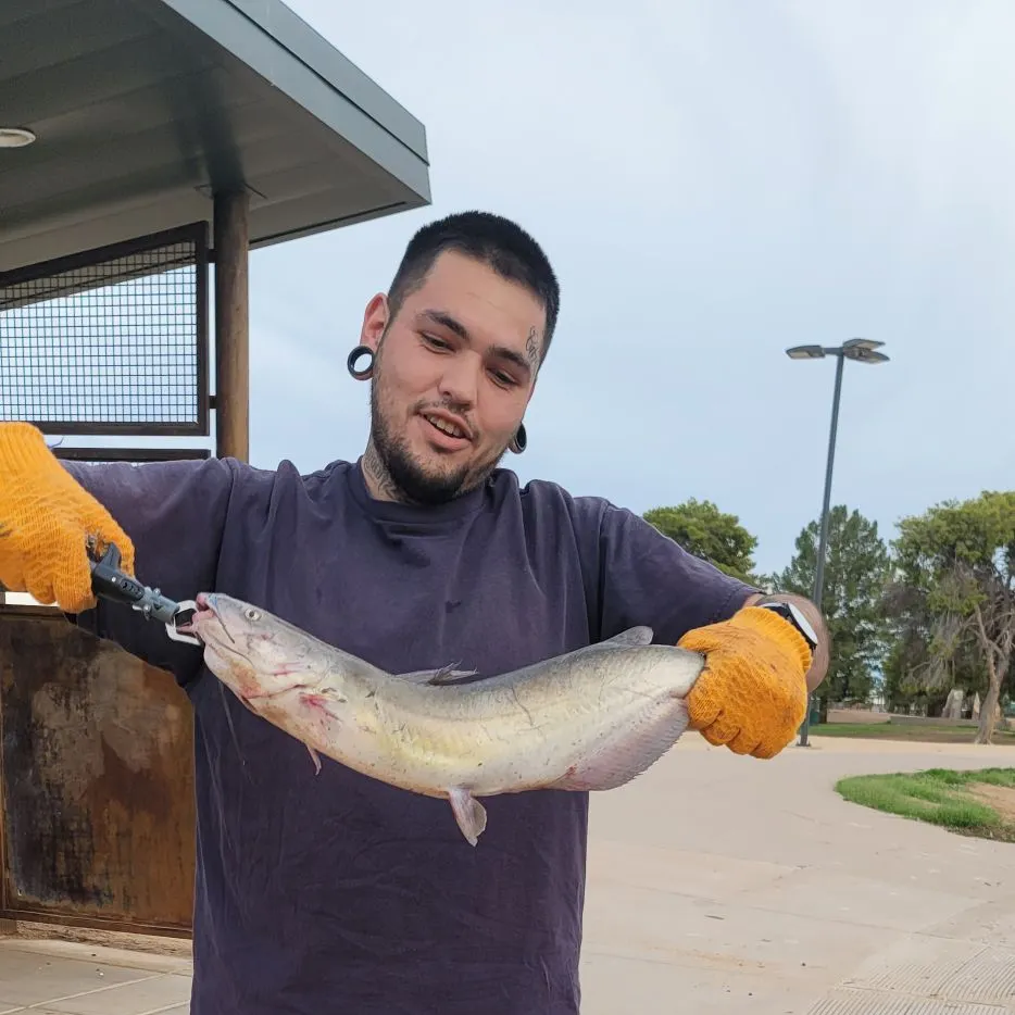 Channel catfish caught on Fishbrain