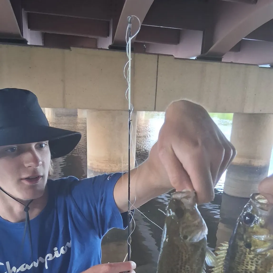 Black crappie caught on Fishbrain