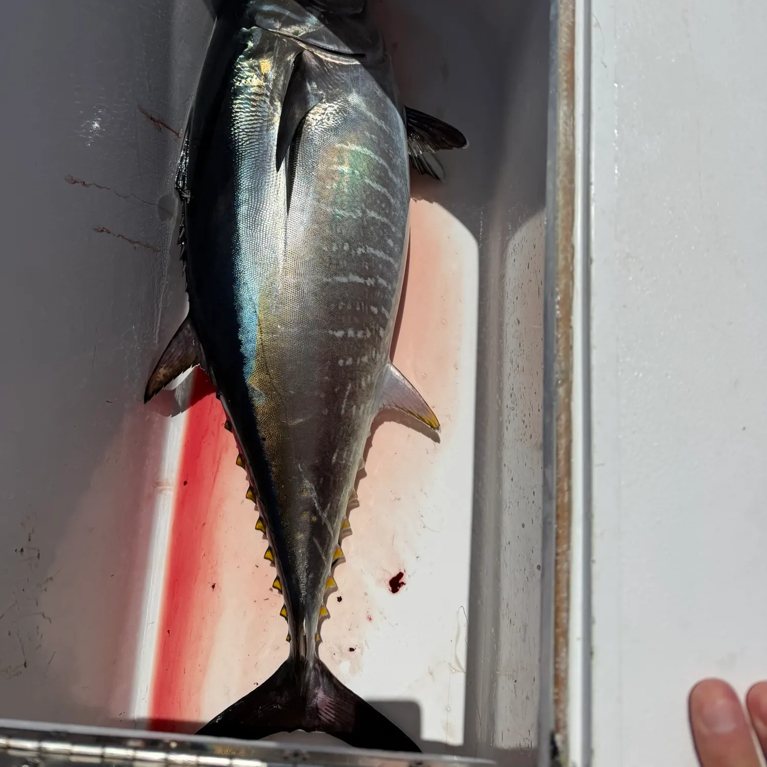 The most recent Yellowfin tuna catches on Fishbrain