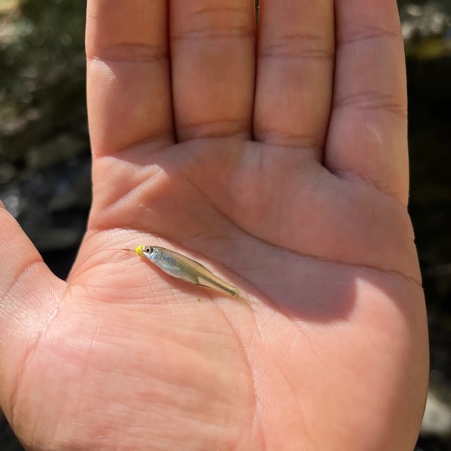 The most recent Texas shiner catches on Fishbrain
