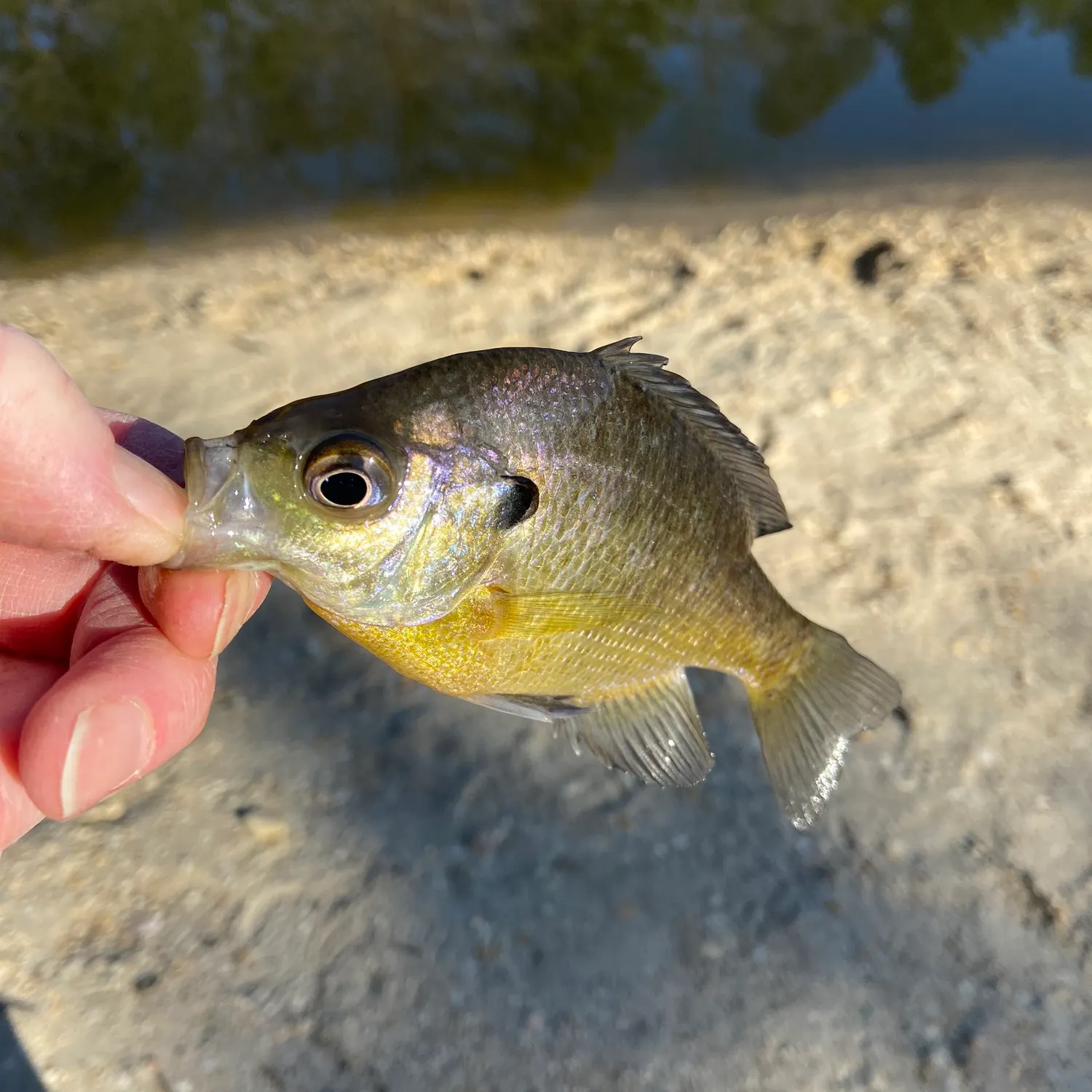 Bluegill caught on Fishbrain